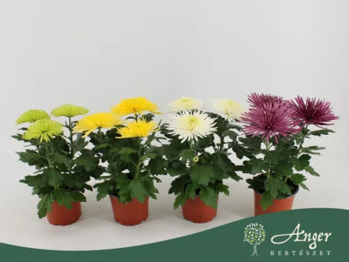 Chrysanthemum 'Anastasia' - krizantém - sárga - 30 cm - 12 cm-es cserépben