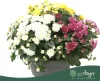 Chrysanthemum 'Biedermeier' Carnaval - krizantém - vegyes - 24 cm - 13 cm-es cserépben
