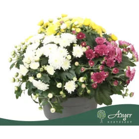   Chrysanthemum 'Biedermeier' Carnaval - krizantém - vegyes - 24 cm - 13 cm-es cserépben