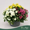 Chrysanthemum 'Biedermeier' Carnaval - krizantém - vegyes - 24 cm - 13 cm-es cserépben