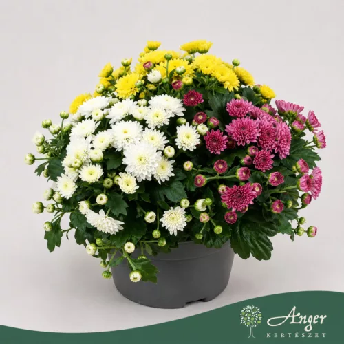 Chrysanthemum 'Biedermeier' Carnaval - krizantém - vegyes - 24 cm - 13 cm-es cserépben