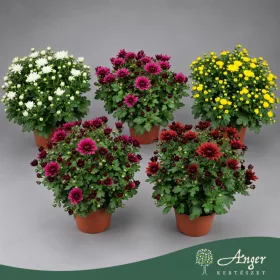   Chrysanthemum 'Flowerpops' Budget - krizantém - vegyes - 35 cm - 14 cm-es cserépben