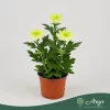 Chrysanthemum 'Zembla Lime' - krizantém - fehér - 30 cm - 12 cm-es cserépben