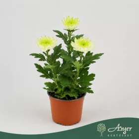   Chrysanthemum 'Zembla Lime' - krizantém - fehér - 30 cm - 12 cm-es cserépben