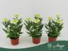 Chrysanthemum 'Zembla Lime' - krizantém - fehér - 30 cm - 12 cm-es cserépben