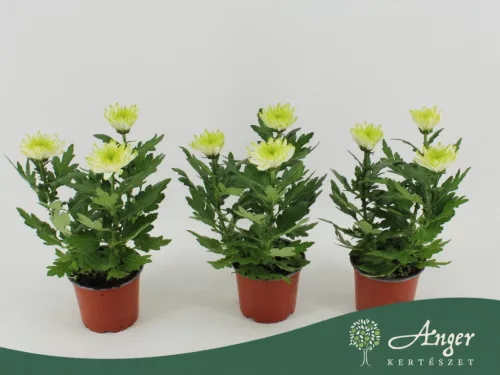 Chrysanthemum 'Zembla Lime' - krizantém - fehér - 30 cm - 12 cm-es cserépben