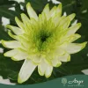 Chrysanthemum 'Zembla Lime' - krizantém - fehér - 30 cm - 12 cm-es cserépben