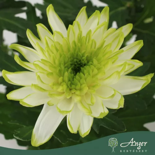 Chrysanthemum 'Zembla Lime' - krizantém - fehér - 30 cm - 12 cm-es cserépben