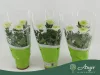 Chrysanthemum 'Zembla Lime' - krizantém - fehér - 30 cm - 12 cm-es cserépben