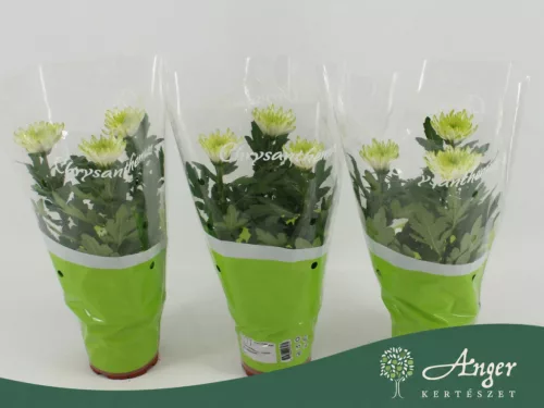 Chrysanthemum 'Zembla Lime' - krizantém - fehér - 30 cm - 12 cm-es cserépben