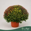 Chrysanthemum indicum 'Carnaval' - krizantém - vegyes - 70 cm - 33 cm-es cserépben