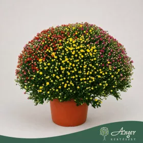   Chrysanthemum indicum 'Carnaval' - krizantém - vegyes - 70 cm - 33 cm-es cserépben