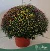 Chrysanthemum indicum 'Carnaval' - krizantém - vegyes - 70 cm - 33 cm-es cserépben