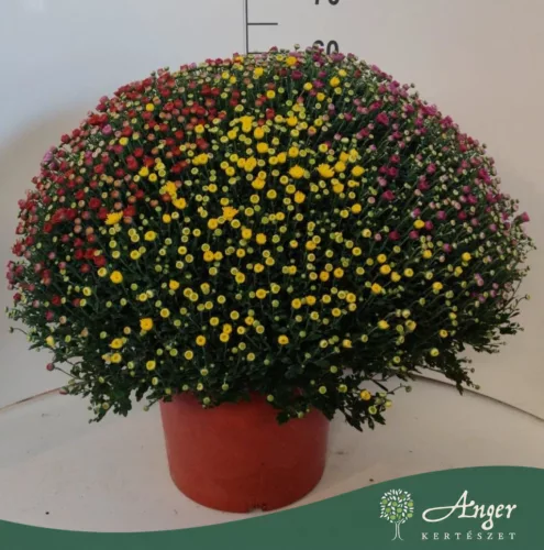 Chrysanthemum indicum 'Carnaval' - krizantém - vegyes - 70 cm - 33 cm-es cserépben