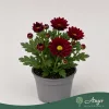 Chrysanthemum indicum 'Classic' - krizantém - bordó - 22 cm - 9 cm-es cserépben