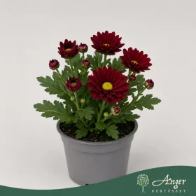   Chrysanthemum indicum 'Classic' - krizantém - bordó - 22 cm - 9 cm-es cserépben