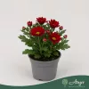 Chrysanthemum indicum 'Classic' - krizantém - piros - 22 cm - 9 cm-es cserépben