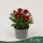 Chrysanthemum indicum 'Classic' - krizantém - piros - 22 cm - 9 cm-es cserépben