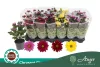 Chrysanthemum indicum 'Classic' - krizantém - piros - 22 cm - 9 cm-es cserépben