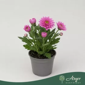   Chrysanthemum indicum 'Classic' - krizantém - rózsaszín - 22 cm - 9 cm-es cserépben