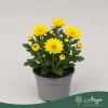 Chrysanthemum indicum 'Classic' - krizantém - sárga - 22 cm - 9 cm-es cserépben