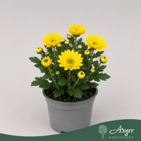   Chrysanthemum indicum 'Classic' - krizantém - sárga - 22 cm - 9 cm-es cserépben