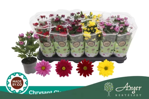 Chrysanthemum indicum 'Classic' - krizantém - sárga - 22 cm - 9 cm-es cserépben