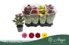 Chrysanthemum indicum 'Classic' - krizantém - sárga - 22 cm - 9 cm-es cserépben