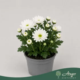   Chrysanthemum indicum - krizantém - fehér - 22 cm - 9 cm-es cserépben