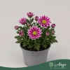 Chrysanthemum indicum - krizantém - lila cirmos - 22 cm - 9 cm-es cserépben