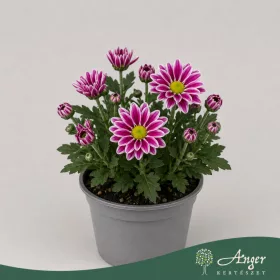   Chrysanthemum indicum - krizantém - lila cirmos - 22 cm - 9 cm-es cserépben