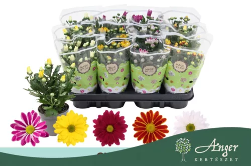 Chrysanthemum indicum - krizantém - lila cirmos - 22 cm - 9 cm-es cserépben