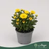 Chrysanthemum indicum - krizantém - sárga - 22 cm - 9 cm-es cserépben