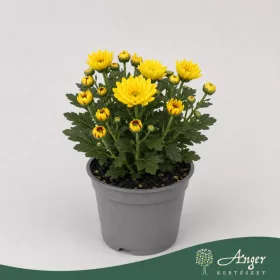   Chrysanthemum indicum - krizantém - sárga - 22 cm - 9 cm-es cserépben