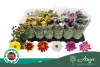 Chrysanthemum indicum - krizantém - sárga - 22 cm - 9 cm-es cserépben