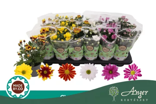 Chrysanthemum indicum - krizantém - sárga - 22 cm - 9 cm-es cserépben