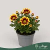 Chrysanthemum indicum - krizantém - sárga-barna cirmos - 22 cm - 9 cm-es cserépben