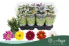 Chrysanthemum indicum - krizantém - sárga-barna cirmos - 22 cm - 9 cm-es cserépben