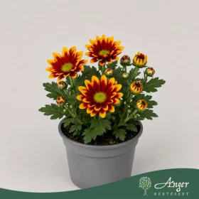   Chrysanthemum indicum - krizantém - téglavörös - 22 cm - 9 cm-es cserépben