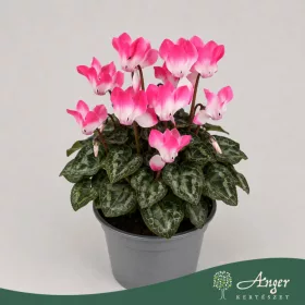   Cyclamen 'Indiaka' - ciklámen - fukszia - 21 cm - 10,5 cm-es cserépben