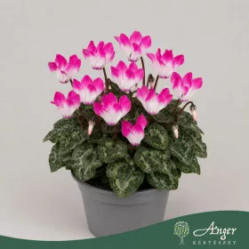   Cyclamen 'Indiaka' - ciklámen - lila - 21 cm - 10,5 cm-es cserépben