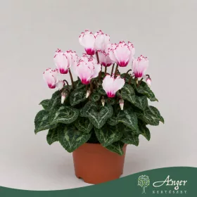   Cyclamen 'Metis Vic' - ciklámen - fehér - 17 cm - 10 cm-es cserépben