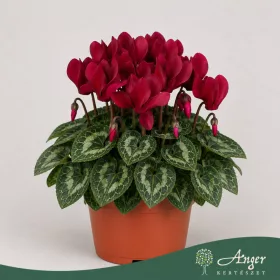  Cyclamen persicum 'Verano' (Mini SS) - perzsa ciklámen - bordó - 21 cm - 10,5 cm-es cserépben