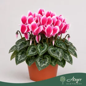   Cyclamen persicum 'Verano' (Mini SS) - perzsa ciklámen - cirmos- 21 cm - 10,5 cm-es cserépben