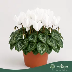   Cyclamen persicum 'Verano' (Mini SS) - perzsa ciklámen - fehér - 21 cm - 10,5 cm-es cserépben