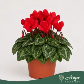   Cyclamen persicum 'Verano' (Mini SS) - perzsa ciklámen - piros - 21 cm - 10,5 cm-es cserépben