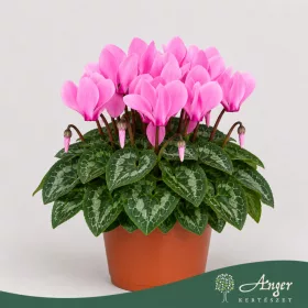   Cyclamen persicum 'Verano' (Mini SS) - perzsa ciklámen - rózsaszín - 21 cm - 10,5 cm-es cserépben