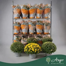   Chrysanthemum indicum  mix - Krizantém - 55 cm magas - 19 cm-es cserépben