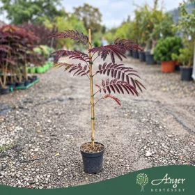  Albizia julibrissin 'Summer Chocolate' -  Csoki selyemakác, 100-120 cm magas - 3 liter