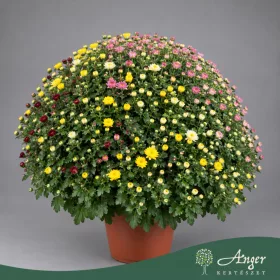   Chrysanthemum 'Quattro' - Krizantém - vegyes virágú - 55 cm magas - 5 literes cserépben